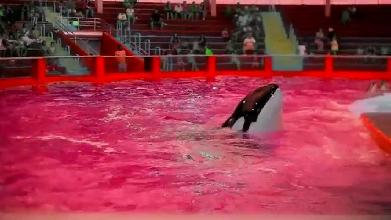 Sir Michael Rocks – Fuck SeaWorld [Video]